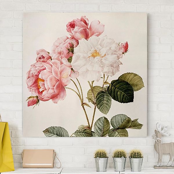 Leinwandbild Blumen - Quadrat Pierre Joseph Redouté - Damaszener-Rose günstig online kaufen