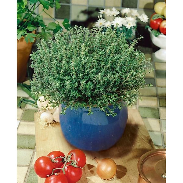 Pflanzen für Dich Staude Thymus vulg. Compactus, 1 St., Thymian, Gartenthym günstig online kaufen