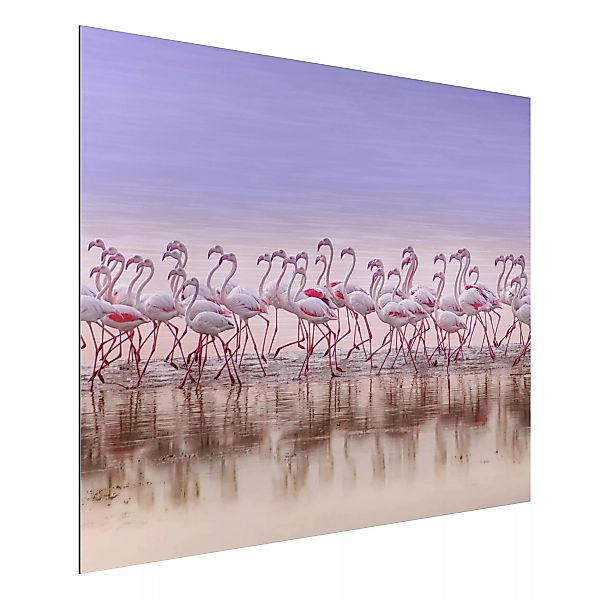 Alu-Dibond Bild Tiere - Querformat 4:3 Flamingo Party günstig online kaufen