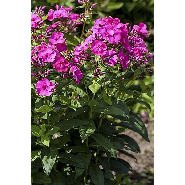 Phlox Paniculata Cosmopolitan Hoher Sommerphlox Ca. 11x11 cm Topf günstig online kaufen
