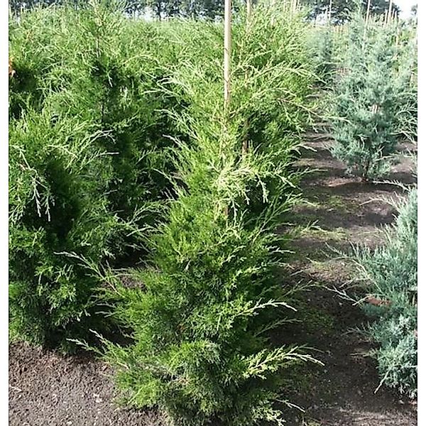 Zypressen Wacholder Canaeetii 50-60cm - Juniperus virginiana günstig online kaufen