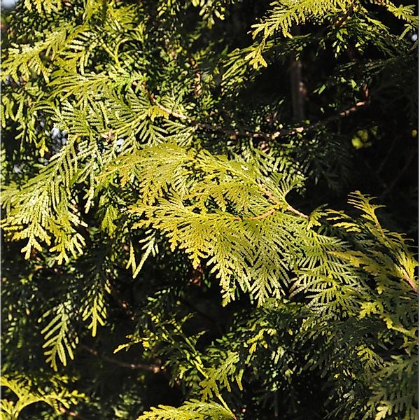 Lebensbaum Brabant 80-100cm - Thuja occidentalis günstig online kaufen