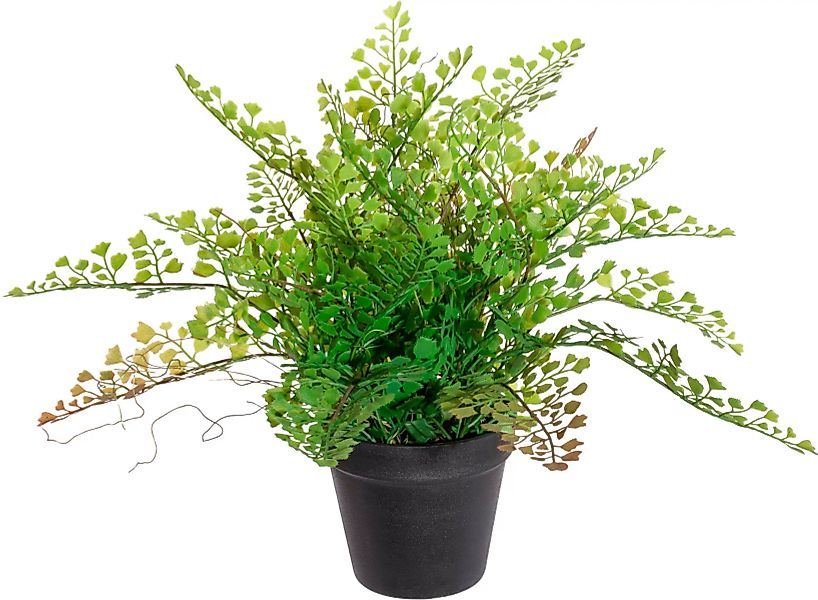 Creativ green Künstliche Zimmerpflanze "Adianthumfarn" günstig online kaufen