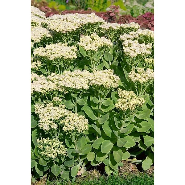 Sedum Spectabile Stardust Prächtige Fetthenne Ca. 9x9 cm Topf günstig online kaufen