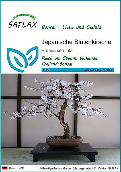 SAFLAX Blumensamen SAFLAX - Samen - günstig online kaufen