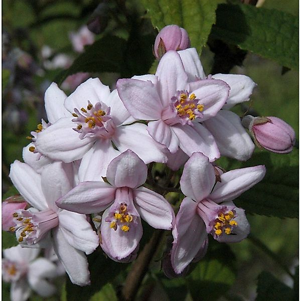 Rosendeutzie 40-60cm - Deutzia hybrida günstig online kaufen