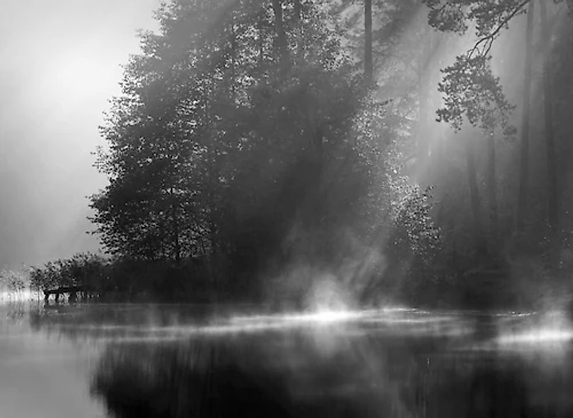 Papermoon Fototapete »Wald Schwarz & Weiß« günstig online kaufen