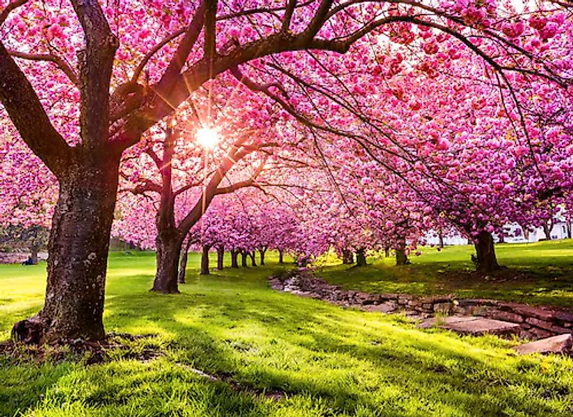 Papermoon Fototapete »Cherry Tree Blossom« glatt günstig online kaufen