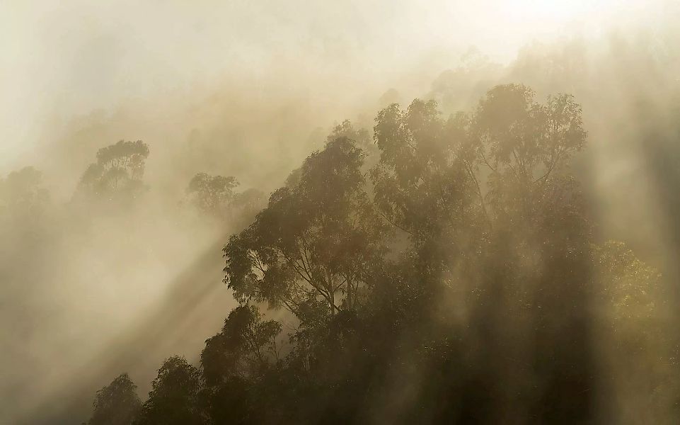 Komar Fototapete »Vlies Fototapete - Foggy Sunshine - Größe 400 x 250 cm«, günstig online kaufen