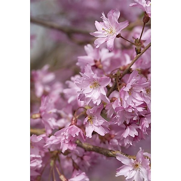 Prunus Subhirtella Autumnalis Winterkirsche Zartrosa 150–200 cm günstig online kaufen