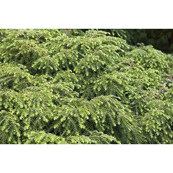 Tsuga Canadensis Nana Zwerg-Hemlocktanne Kompakt 30–40 cm günstig online kaufen