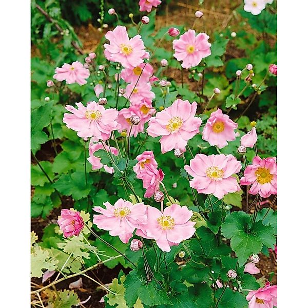 Anemone Japonica Rosenschale Herbstanemone Ca. 9x9 cm Topf günstig online kaufen