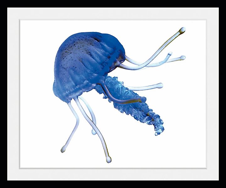 queence Bild »Lars«, Meer-Wassertiere-Kunst, (1 St.), HD Premium Poster-Dru günstig online kaufen