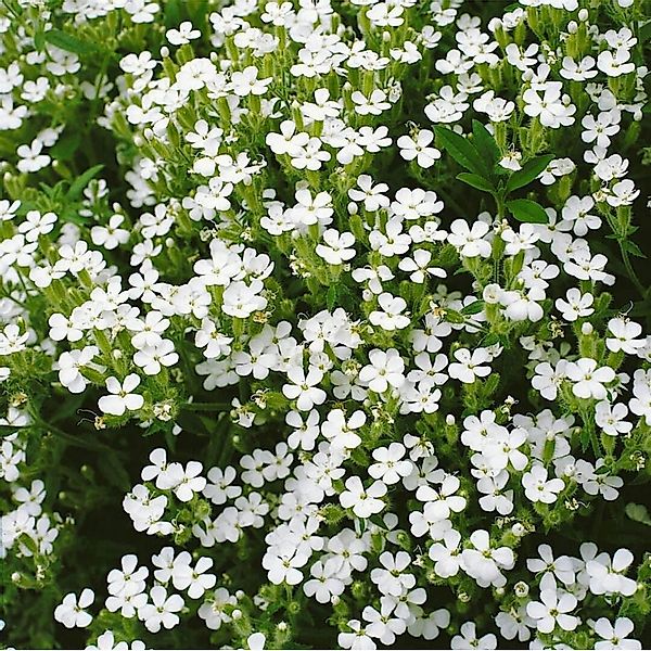 Saponaria Ocymoides Snow Tip Seifenkraut Weiß Ca. 9x9 cm Topf günstig online kaufen
