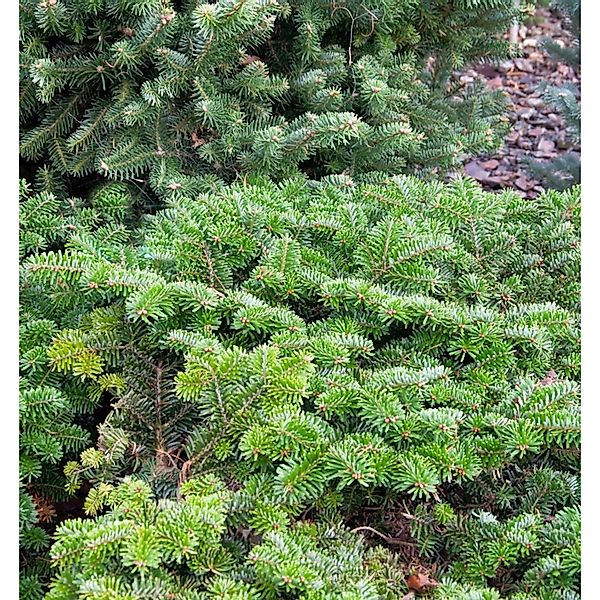 Zwerg Nordmanntanne Dobrichovice 50-60cm - Abies nordmanniana günstig online kaufen