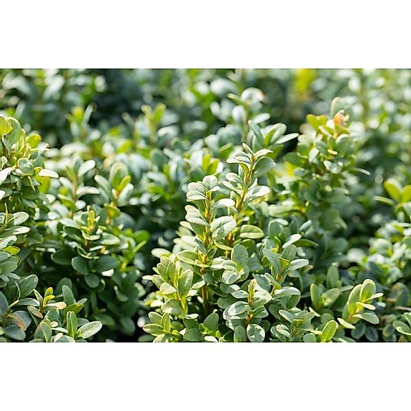Buxus sempervirens 'Bullata' Halbkugel 150-160 cm günstig online kaufen