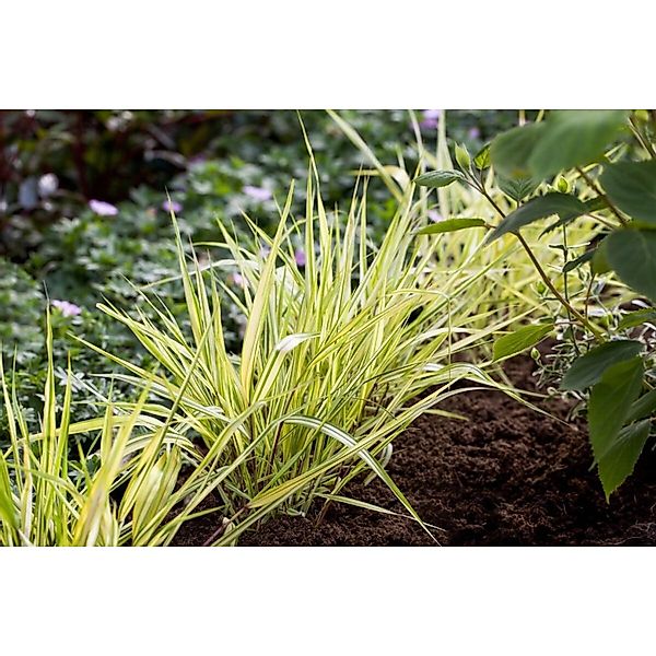 Hakonechloa Macra Aureola Japanisches Berggras Gelb-Grün Ca. 9x9 cm Topf günstig online kaufen
