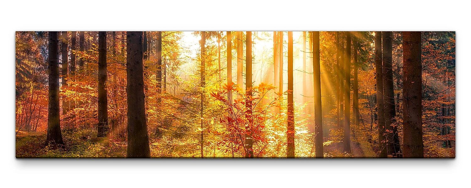 möbel-direkt.de Leinwandbild Bilder XXL Herbstwald mit günstig online kaufen