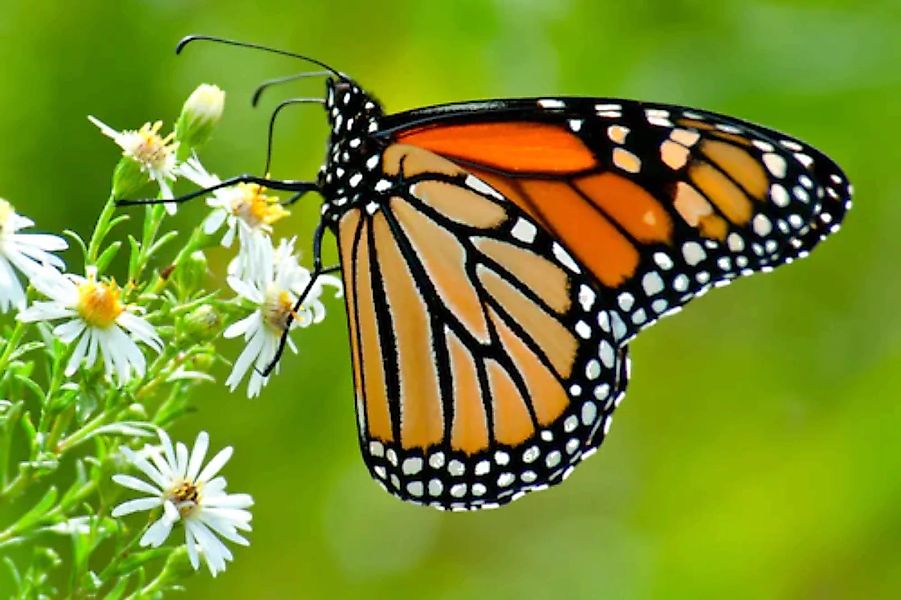Papermoon Fototapete »Monarch Butterfly« günstig online kaufen