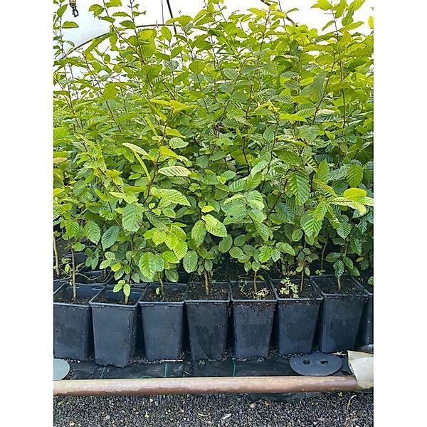 Carpinus betulus 60-80 cm 12cm Topf günstig online kaufen