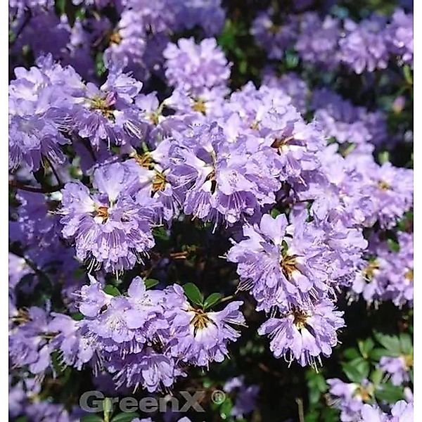 Zwerg Rhododendron Bluebird 25-30cm - Zwerg Alpenrose günstig online kaufen