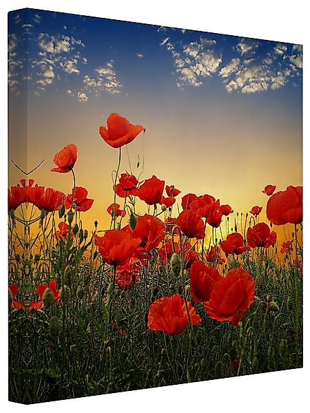 Bilderdepot24 Leinwandbild Blumen Modern Mohnblumenfeld Sonnenuntergang günstig online kaufen