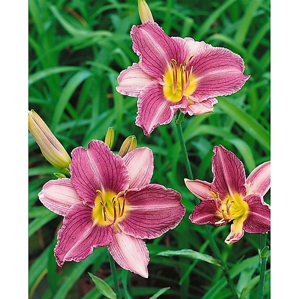 Hemerocallis X Cult. Prairie Blue Eyes Taglilie Ca. 11x11 cm Topf günstig online kaufen