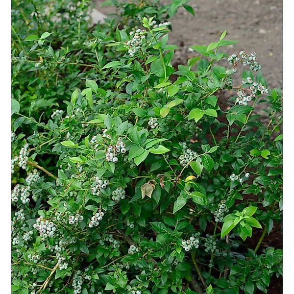 Heidelbeere Darrow 40-60cm - Vaccinium corymbosum günstig online kaufen