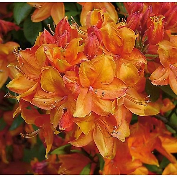 Azalee Golden Eagle 30-40cm - Rhododendron luteum - Alpenrose günstig online kaufen