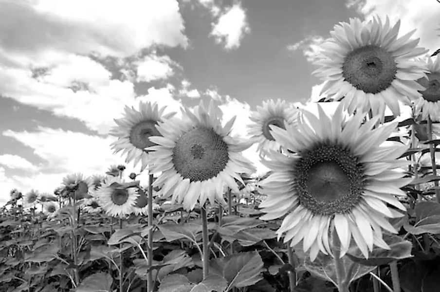 Papermoon Fototapete »Sonnenblumen Schwarz & Weiß« günstig online kaufen