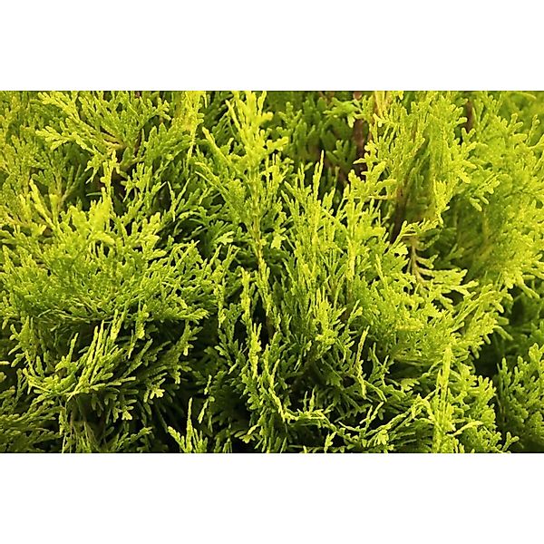 Thuja occidentalis 'Jantar' 80-100 cm günstig online kaufen