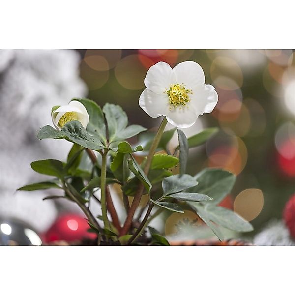 Helleborus Niger Christrose Ca. 11x11 cm Topf günstig online kaufen