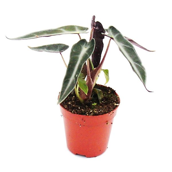 Exotenherz Minipflanze Alocasia Pfeilblatt Ideal für Kleine Schalen und Glä günstig online kaufen