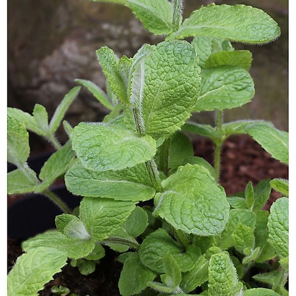 Minze Apfelminze - Mentha suaveolens günstig online kaufen