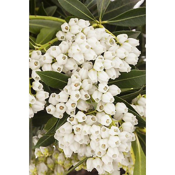 Pieris Japonica Debutante Japanische Lavendelheide Weiß 30–40 cm günstig online kaufen
