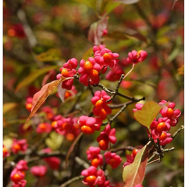 Pfaffenhütchen 100-125cm - Euonymus europaeus günstig online kaufen