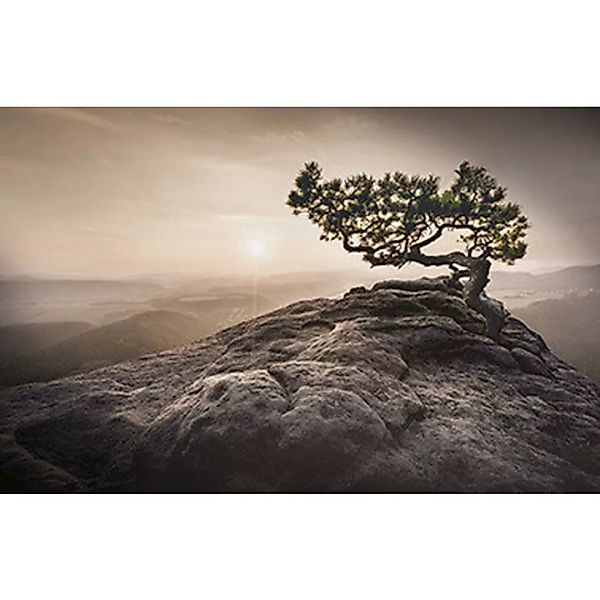 Wandbild Baum B/L: ca. 58x90 cm günstig online kaufen