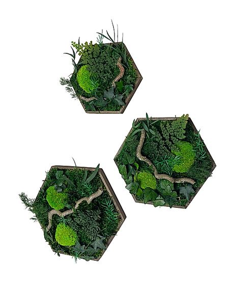 Gedankenwunder Manufaktur Bild Efeuwald Moosbild mit Ast & Efeu Hexagon Sec günstig online kaufen