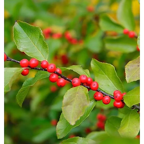 Korallenhülse 125-150cm - ilex verticillata günstig online kaufen