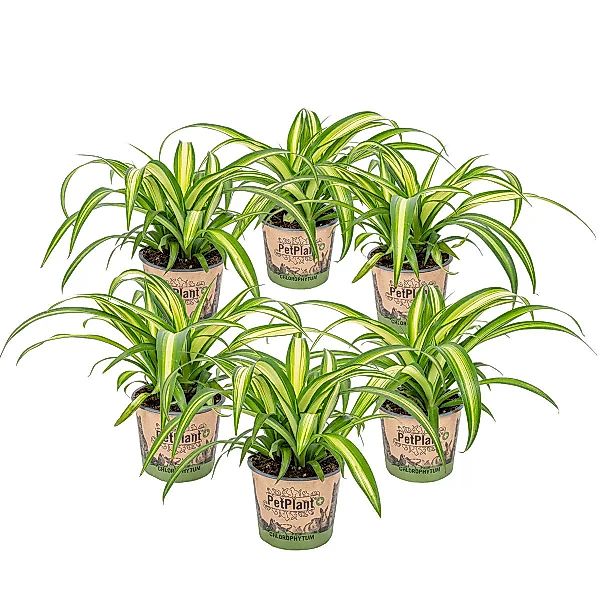 Casa Caron | 6er-Set Chlorophytum Hawaiian günstig online kaufen