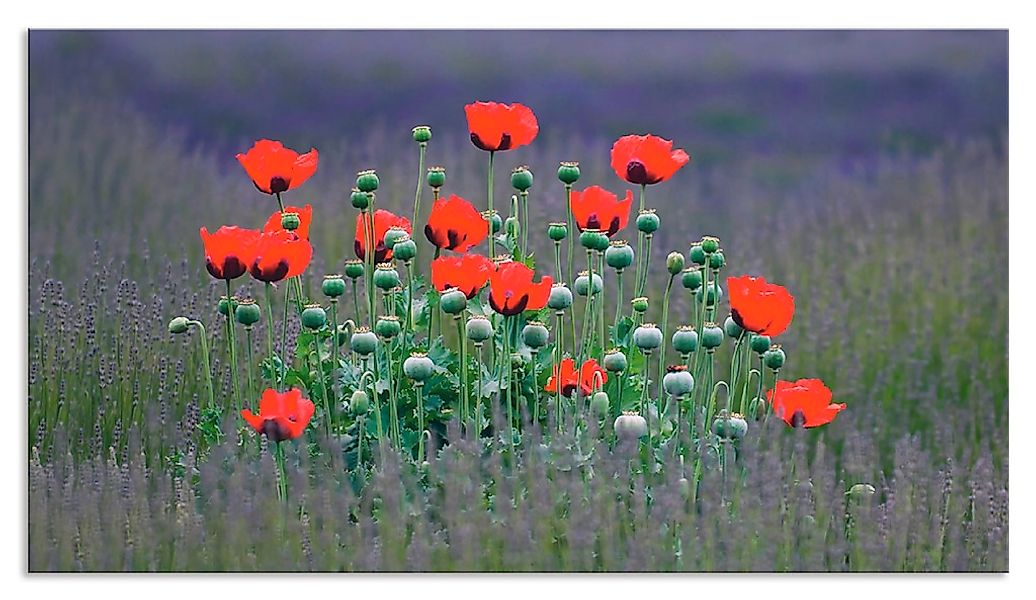 Artland Küchenrückwand "Lavendelfarm in Sequim - Mohnblumen", (1 tlg.), Alu günstig online kaufen