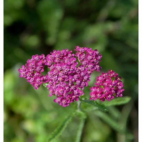 Schafgarbe Cerise Queen - Achillea millefolium günstig online kaufen