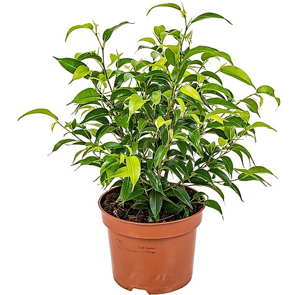 GROW by OBI Birkenfeige Natasja Höhe ca. 30 cm Topf-Ø ca. 12cm Ficus benjam günstig online kaufen