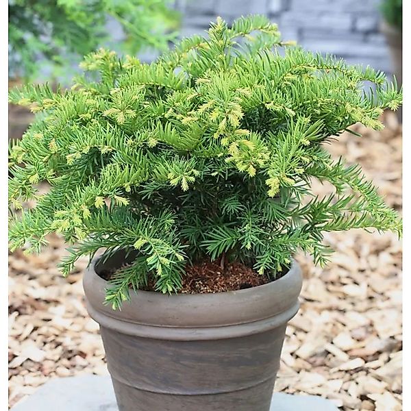 Tafeleibe 25-30cm - Taxus baccata günstig online kaufen