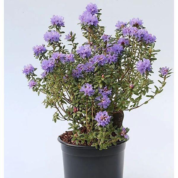 Rhododendron intricatum 15-20cm - Alpenrose günstig online kaufen