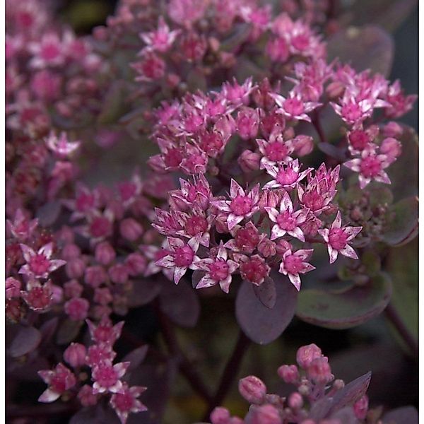 Pflaumen Fetthenne Vera Jameson - Sedum cauticola günstig online kaufen