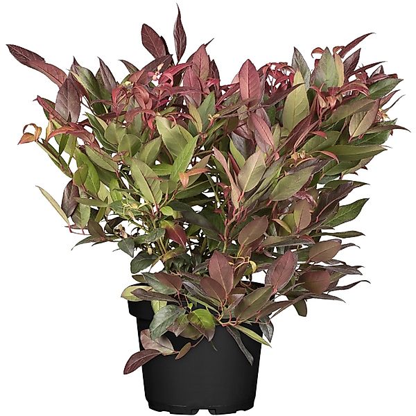 OBI Traubenheide Scarletta Weiß Höhe ca. 5 - 10 cm Topf ca. 2, Leucothoe günstig online kaufen