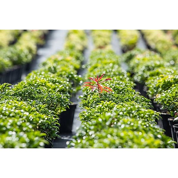 Pieris Japonica Bonfire Japanische Lavendelheide Rot 20–25 cm günstig online kaufen