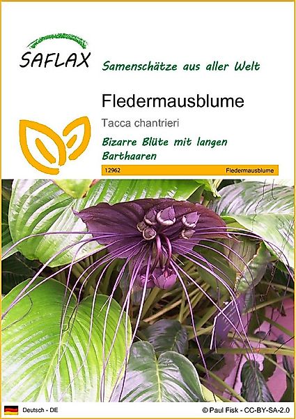 SAFLAX Blumensamen SAFLAX - Samen - Fledermausblume günstig online kaufen