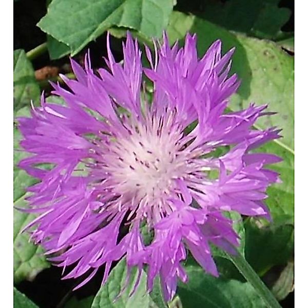 Skabiosen Flockenblume - Centaurea scabiosa günstig online kaufen